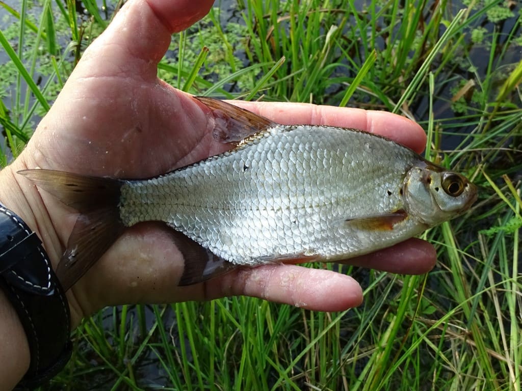 Güster als Weißfisch mit Brotflocke gefangen